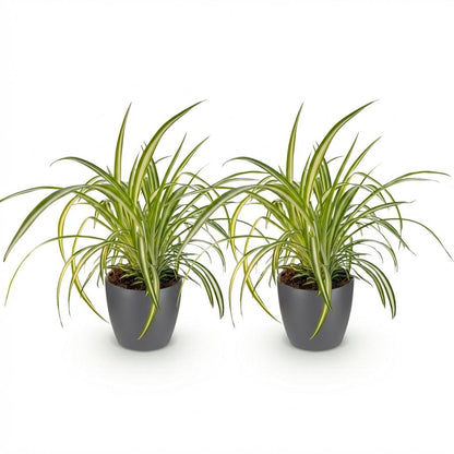 Green boutiQ - Zimmerpflanze - Chlorophytum comosum Variegatum - Bunte Graslilie - Haustierfreundliche Pflanze - Grün - 2 Pflanzen - mit Potter Grau - Topf 12cm - Höhe 20cm 