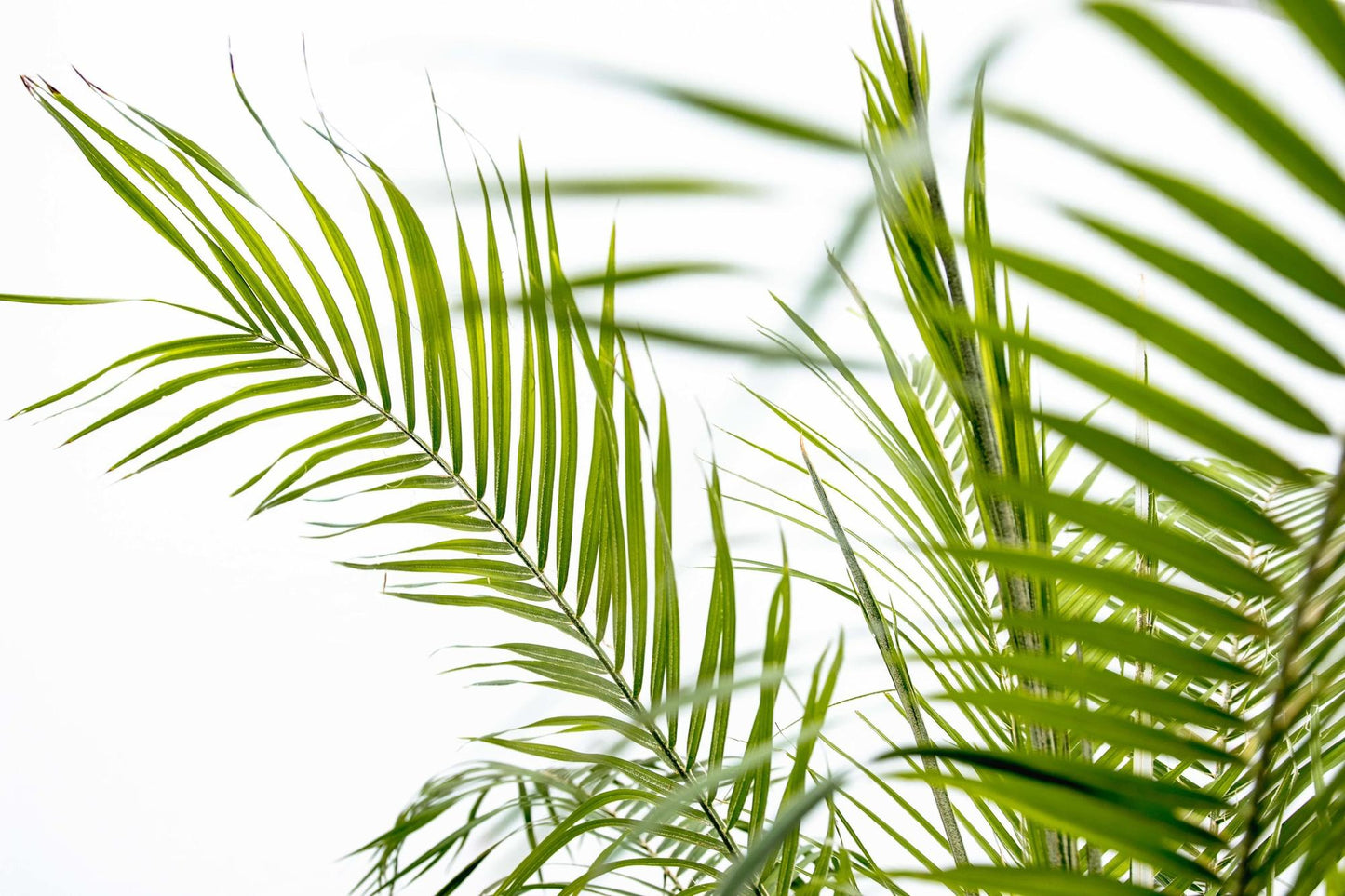 Phoenix Roebelenii auf Stiel - 190cm - 200cm 