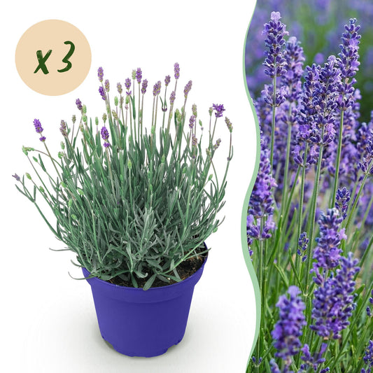 Green boutiQ - Gartenpflanze - Lavandula angustifolia Hidcote - Lavendel - Winterhart - Lila - 3 Pflanzen - Topf 12cm - Höhe 15-25cm 