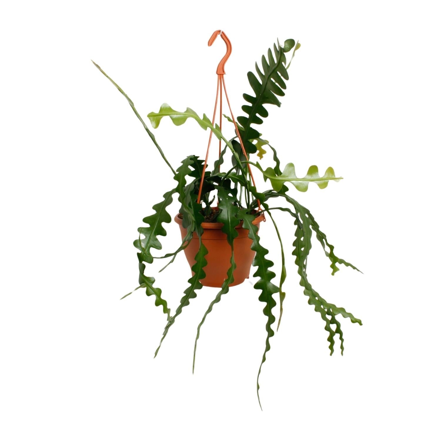 Fischgrätenkaktus – Epiphyllum anguliger – Zimmerpflanze - 35 cm – Ø17 cm – Hängepflanze mit gezackten Blättern – Exotisch & pflegeleicht 