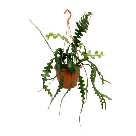 Fischgrätenkaktus – Epiphyllum anguliger – Zimmerpflanze - 35 cm – Ø17 cm – Hängepflanze mit gezackten Blättern – Exotisch & pflegeleicht 