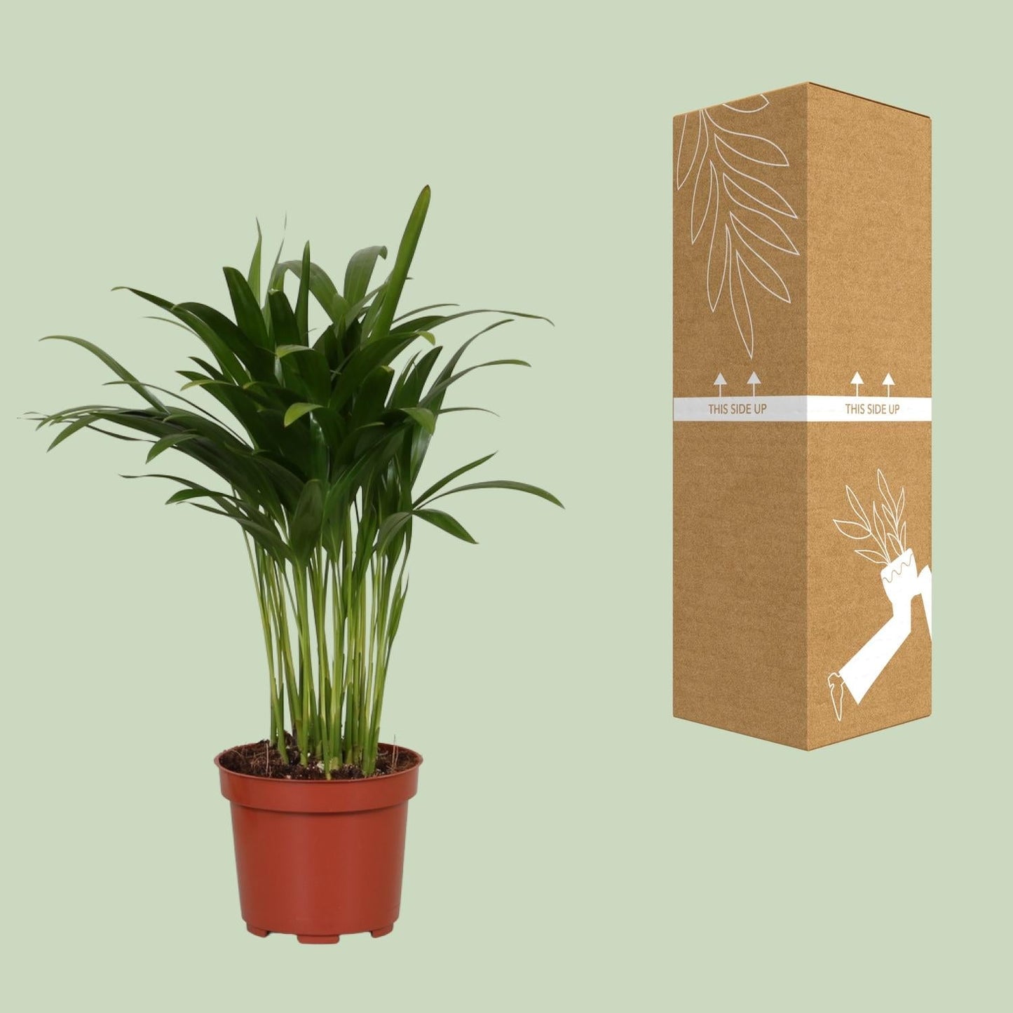 Areca Catechu - Ø12cm - ↕35cm 