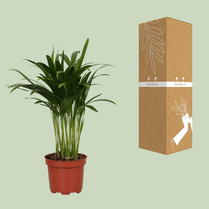 Areca Catechu - Ø12cm - ↕35cm 