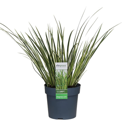 Acorus gramineus 'Argenteostriatus' – Immergrünes Ziergras mit gelbgrünen Streifen – Ø14 cm Topf – Ca. 30 cm hoch – Ideal für feuchte Standorte & Uferbereiche 