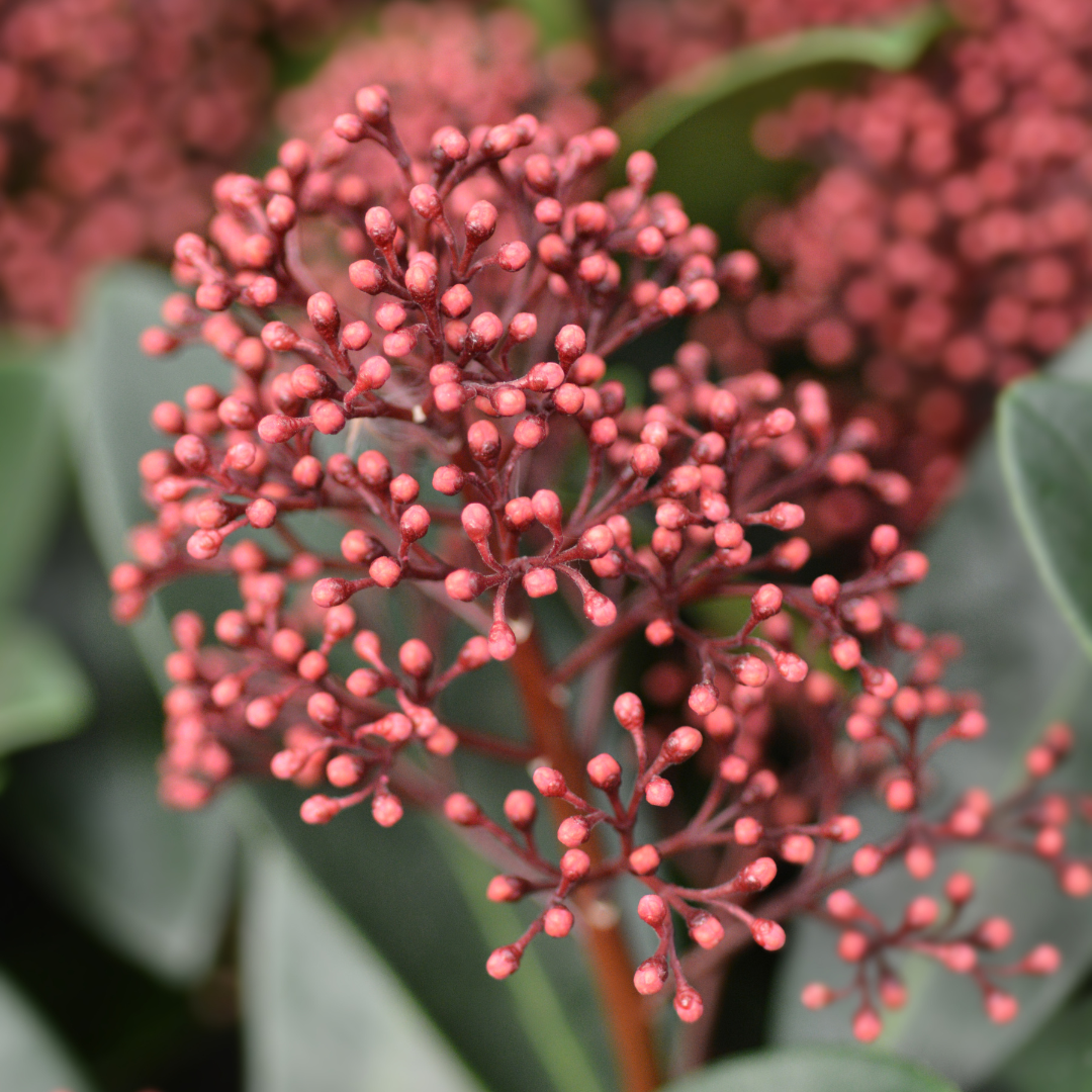 Skimmia Rubella 3er Set – Immergrüne Ziersträucher Ø10,5cm ↨20–25cm – Winterharte Garten- & Kübelpflanzen mit tiefroten Knospen – Für Balkon, Terrasse & Halbschatten 