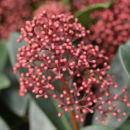 Skimmia Rubella 3er Set – Immergrüne Ziersträucher Ø10,5cm ↨20–25cm – Winterharte Garten- & Kübelpflanzen mit tiefroten Knospen – Für Balkon, Terrasse & Halbschatten 