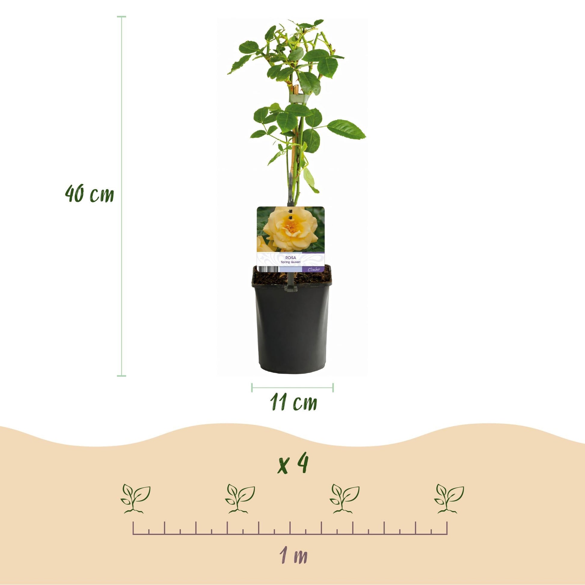 Kletterrose Rosa Spring Queen – Gelb – Pflegeleicht – 2 Pflanzen – 11cm x H40cm – Duftende Rosen für Garten, Balkon & Terrasse 