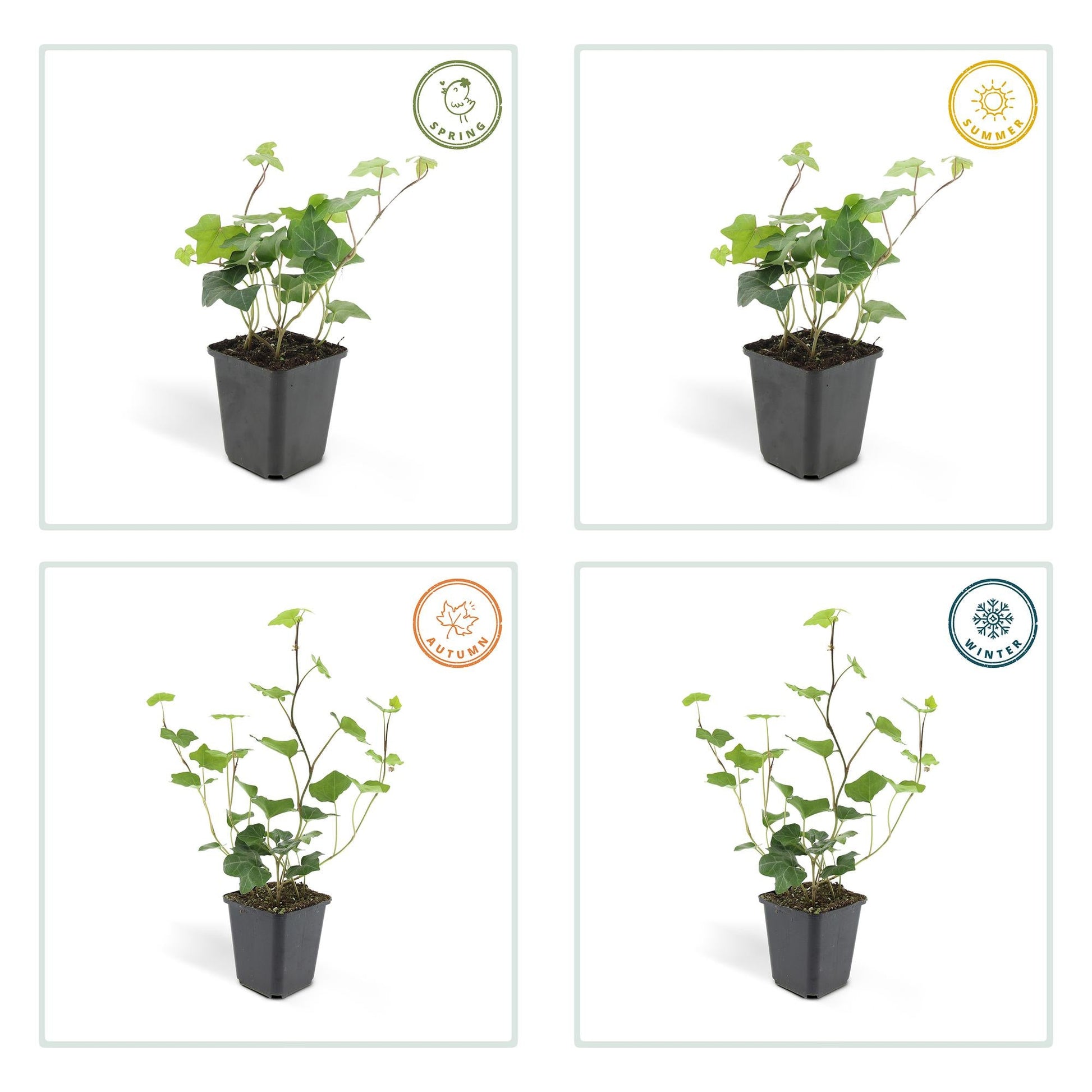 Hedera hibernica – Irischer Efeu – 48 Pflanzen – ↕10–25cm – Ø9cm – Immergrüner Kletter- & Bodendecker – Für Hecken, Sichtschutz & Flächenbegrünung – Winterhart & pflegeleicht 