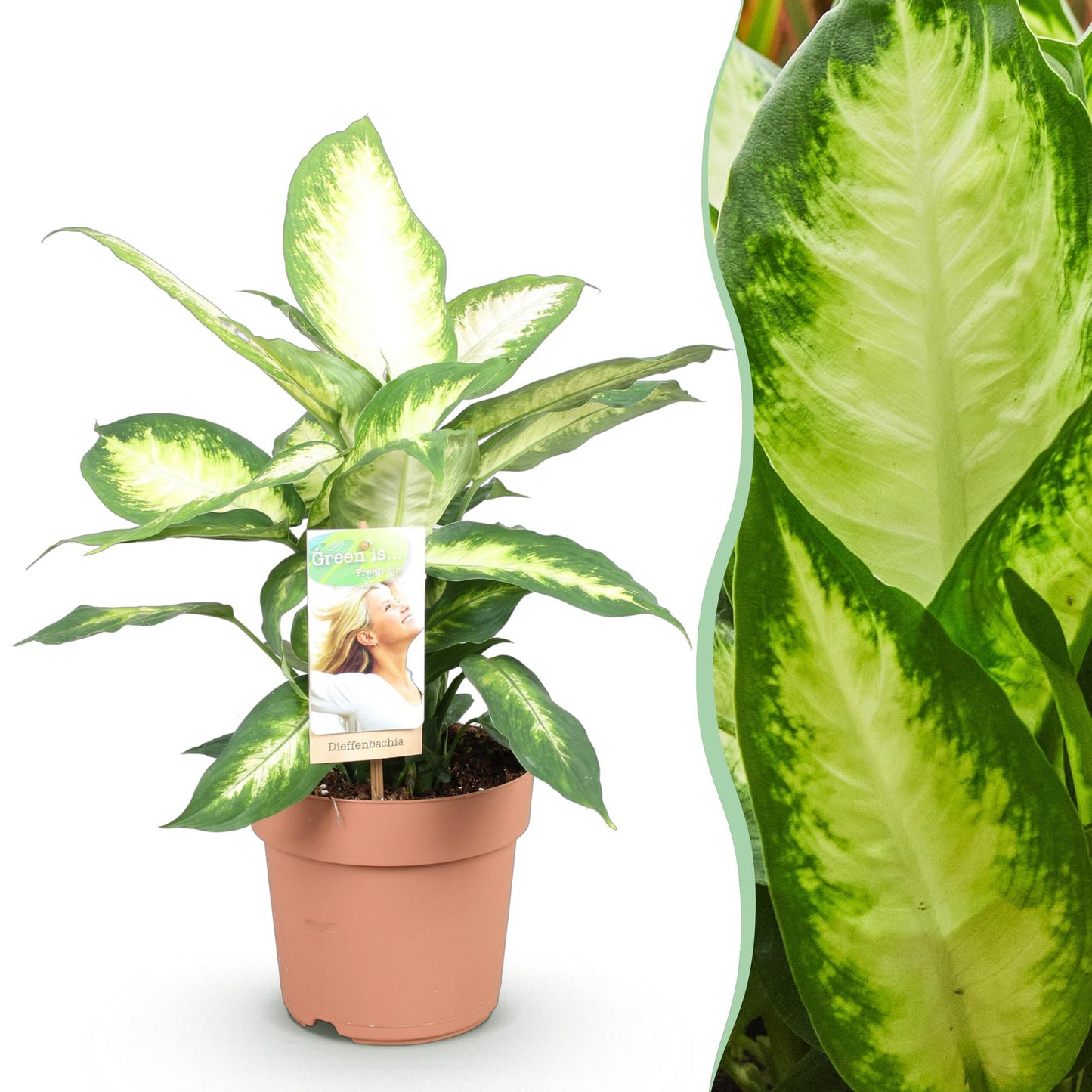 Green boutiQ - Zimmerpflanzen - Dieffenbachia Camilla - Dieffenbachia - Wenig Pflege - Bunt - 1 Pflanze - Topf 17cm - Höhe 45-50cm 