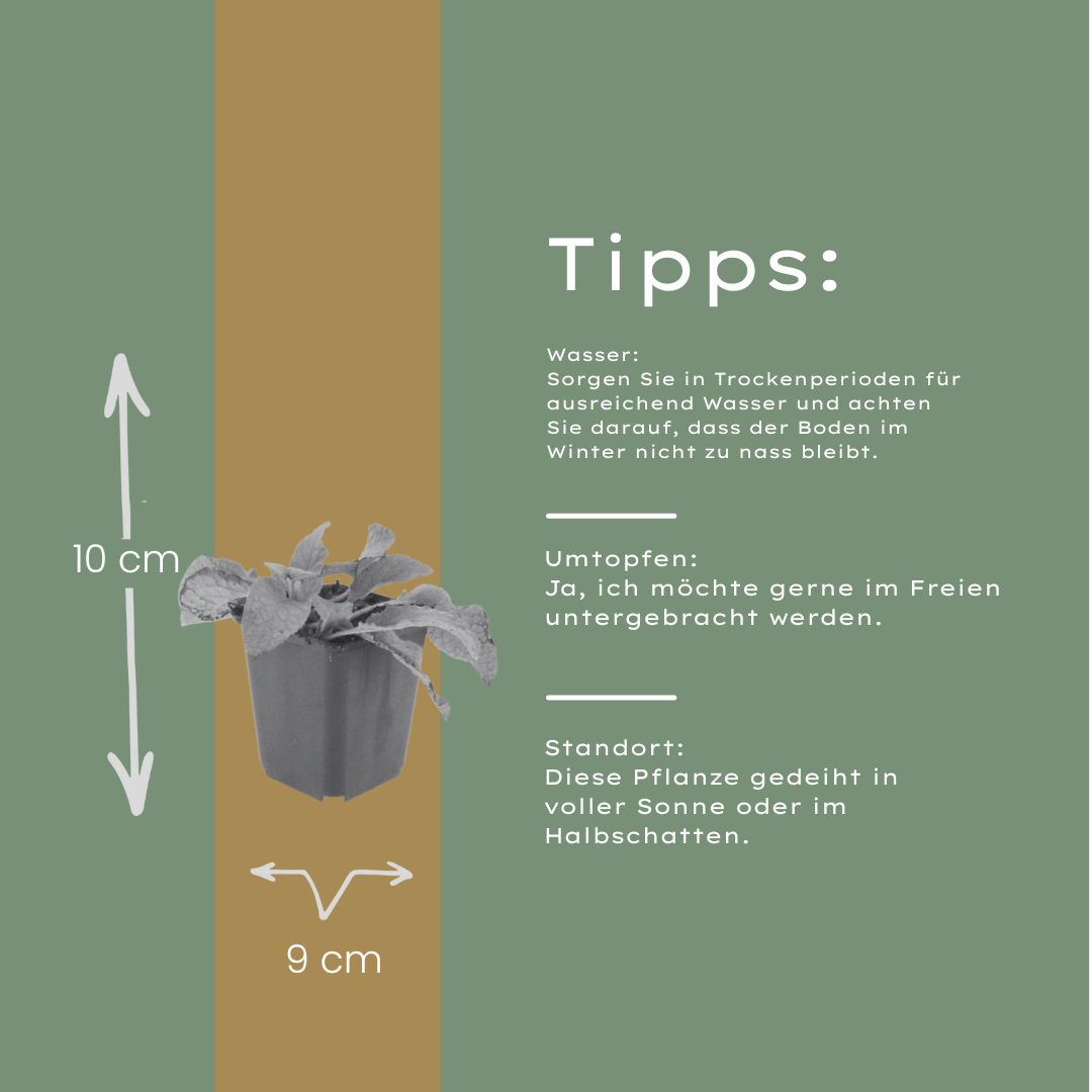 Symphytum grandiflorum Wisley Blue – 6 Pflanzen – Ø9cm – Höhe 10-25cm – Blauer Beinwell – Bodendecker für Schattenbeet – Winterharte Staude - Oasis of Life