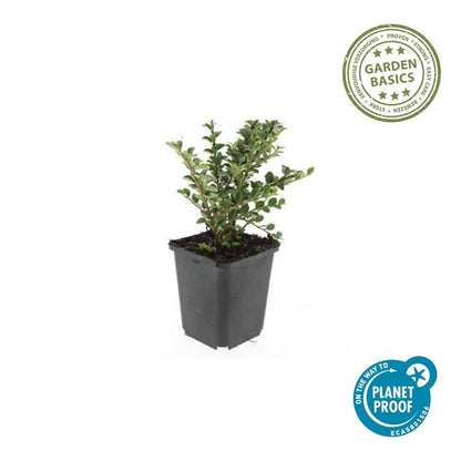 Fächer-Zwergmispel – Cotoneaster horizontalis – ↑10-25cm – Ø9cm – 6 Pflanzen – Winterharter Zierstrauch, Bodendecker, Rote Beeren, Pflegeleicht