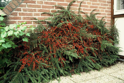 Fächer-Zwergmispel – Cotoneaster horizontalis – ↑10-25cm – Ø9cm – 6 Pflanzen – Winterharter Zierstrauch, Bodendecker, Rote Beeren, Pflegeleicht
