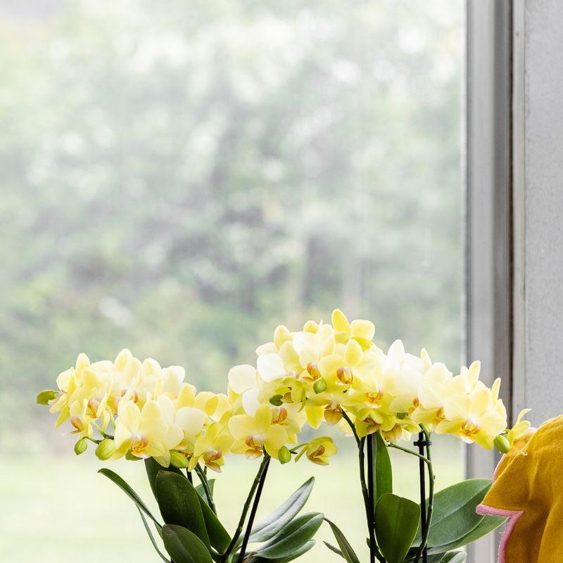 Kolibri Orchids | Gelbe Albenga Orchidee + Bold Cognac Übertopf – Topfgröße Ø9cm | blühende Zimmerpflanze – frisch vom Züchter 