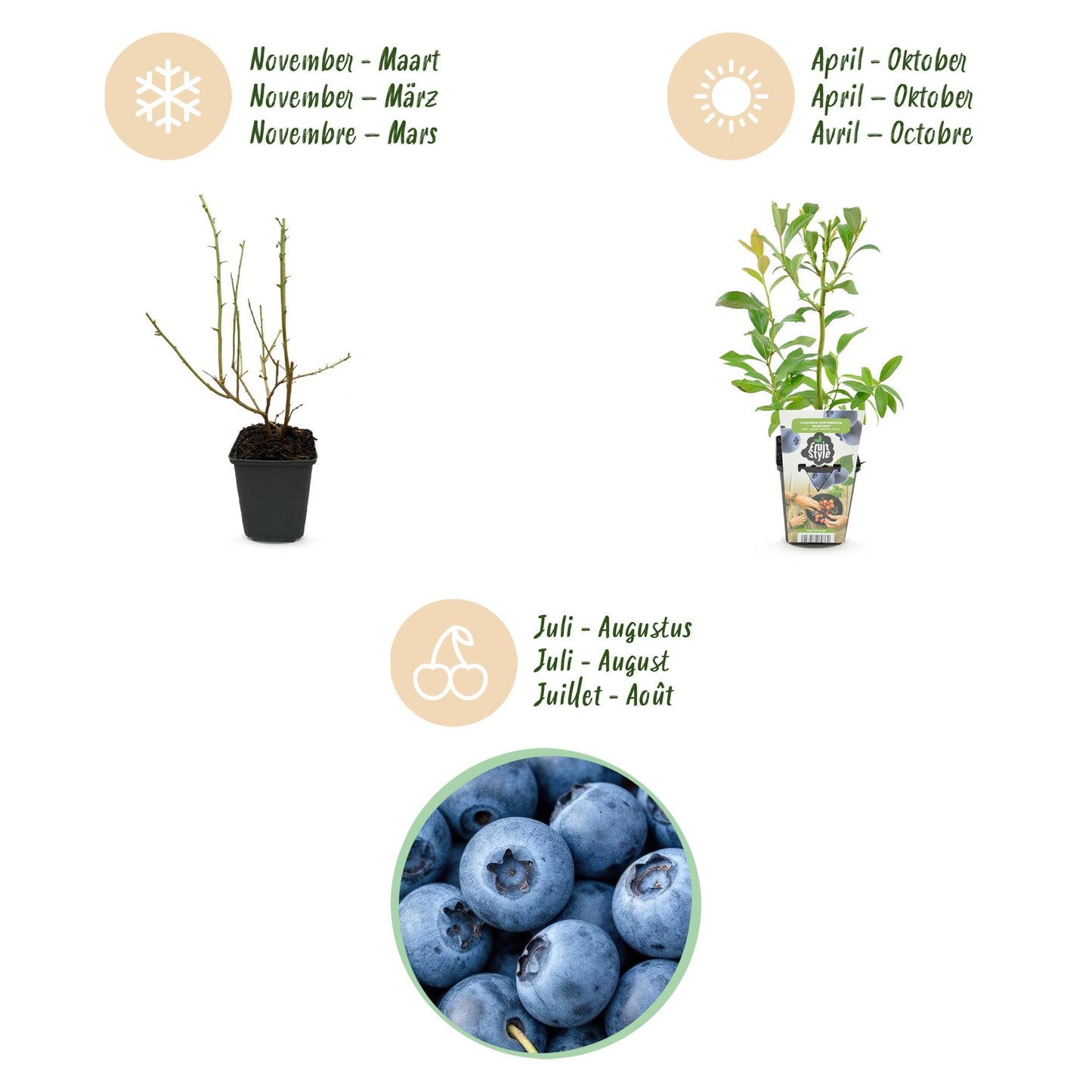 Heidelbeere Vaccinium corymbosum Bluecrop winterhart 6 Pflanzen Ø9cm Höhe30cm – Ertragreiche Heidelbeere für Garten Balkon & Terrasse 