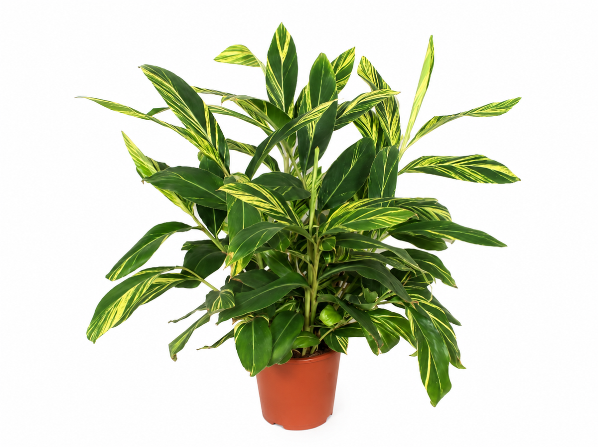 Alpinia 'Variegata' Zimmerpflanze