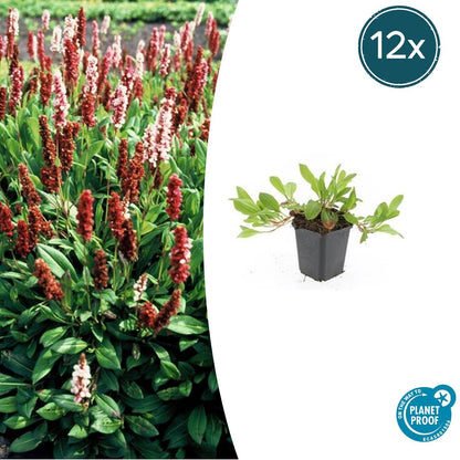 Schneckenknöterich Persicaria aff. 'Darjeeling Red' – ↕10-25cm – Ø9cm – 12 Pflanzen – Leuchtend Rotes Laub – Pflegeleicht & Winterhart – Beete & Gartenränder