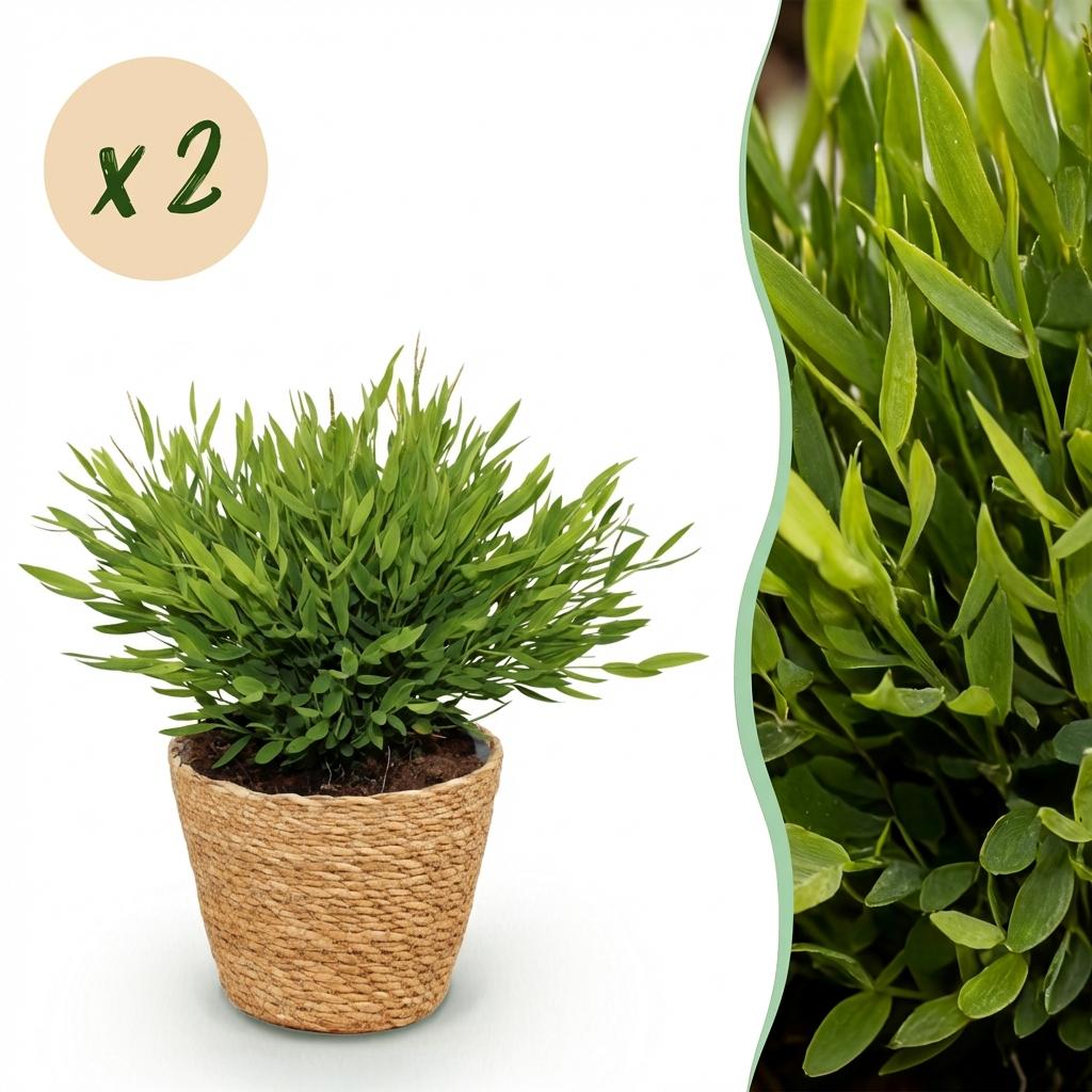 Green boutiQ - Zimmerpflanze - Bamusa Pogonatherum Monica - Bambusgras - Haustierfreundliche Pflanze - Grün - 2 Pflanzen - mit Korb - Topf 12cm - Höhe 20cm 