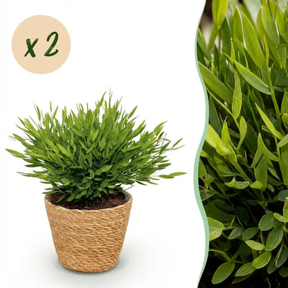 Green boutiQ - Zimmerpflanze - Bamusa Pogonatherum Monica - Bambusgras - Haustierfreundliche Pflanze - Grün - 2 Pflanzen - mit Korb - Topf 12cm - Höhe 20cm 