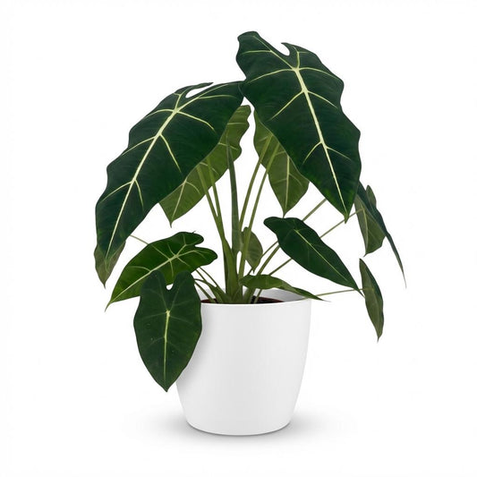 Green boutiQ - Zimmerpflanze - Elefantenohr - Alocasia Frydek - Grün - Pflegeleicht - 1 Pflanze - mit weißem Übertopf - Topf 19cm - Höhe 60cm 