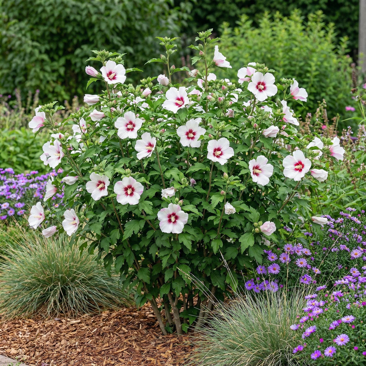 Green boutiQ - Garden Plant - Hibiscus syriacus Hamabo - Garden Hibiscus - Hardy - White - Pink - 3 Plants - Pot 17cm - Height 45cm 