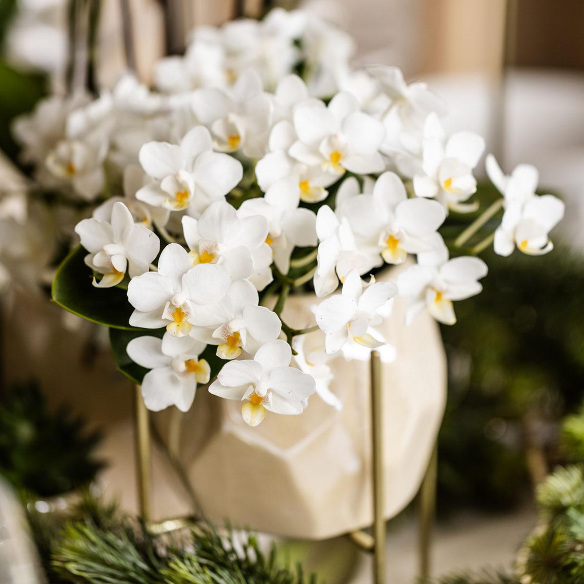 Weiße Phalaenopsis Orchidee Nazaré – Ø9cm – Elegante Zimmerpflanze – Pflegeleicht & Blühfreudig – Ideal für Küche, Wohnzimmer & Büro 