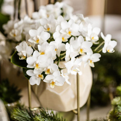 Weiße Phalaenopsis Orchidee Nazaré – Ø9cm – Elegante Zimmerpflanze – Pflegeleicht & Blühfreudig – Ideal für Küche, Wohnzimmer & Büro 
