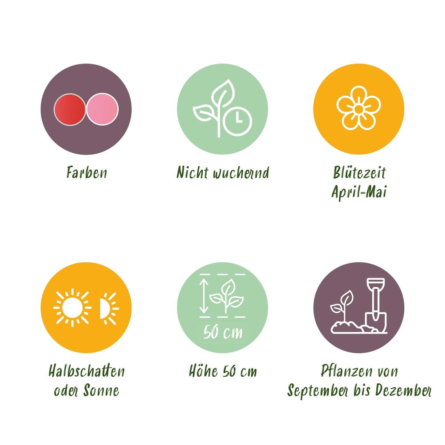 GreenboutiQ - Blumenzwiebeln - Tulpe Pink und Red - Farbe Rosa und Rot - 40 Stück - Zwiebelgröße 10/12 