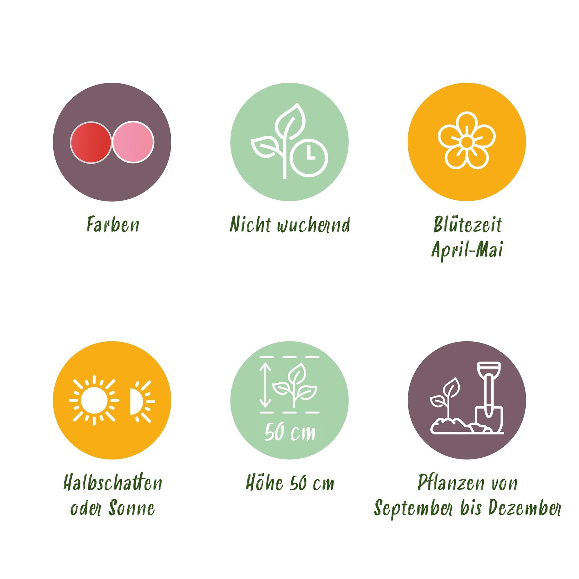 GreenboutiQ - Blumenzwiebeln - Tulpe Pink und Red - Farbe Rosa und Rot - 40 Stück - Zwiebelgröße 10/12 