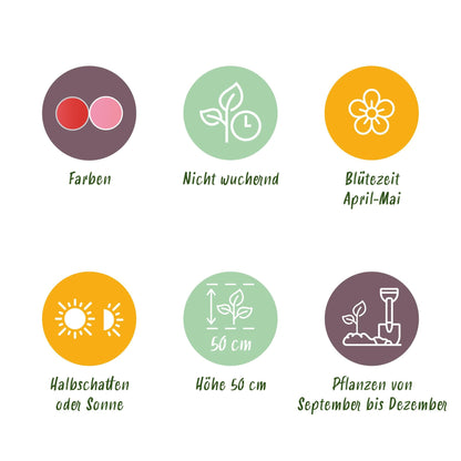 GreenboutiQ - Blumenzwiebeln - Tulpe Pink und Red - Farbe Rosa und Rot - 40 Stück - Zwiebelgröße 10/12 