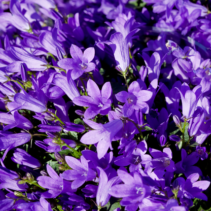 Pfirsichblättrige Glockenblume Campanula persicifolia ‘Coerulea’ – 48 Pflanzen – 10-25cm – Ø9cm – Blaue Staude für sonnige Beete & Halbschatten