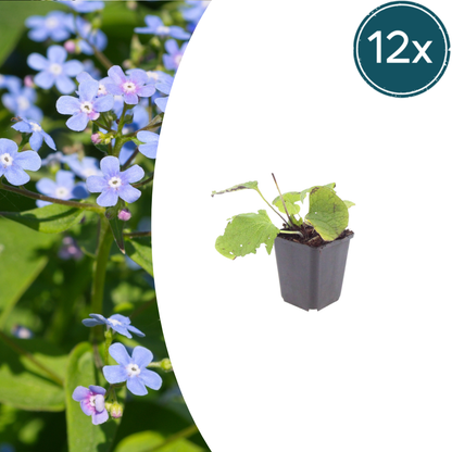 Kaukasisches Vergissmeinnicht Brunnera macrophylla – 12 Pflanzen– 10-25cm – Ø9cm – Winterharte Schattenstaude mit blauen Blüten – Bodendecker für Garten & Gehölzrand
