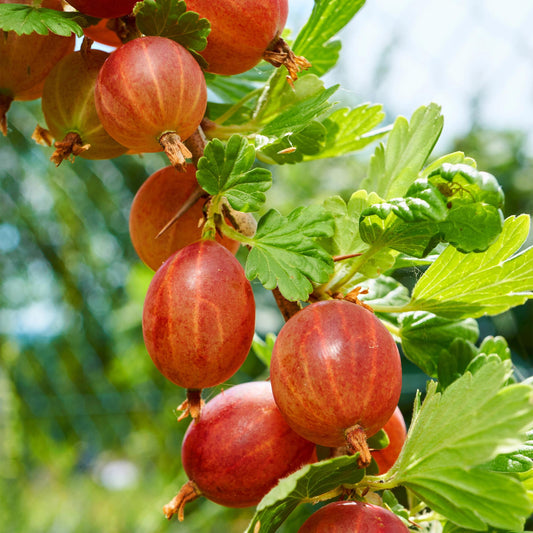 Stachelbeere - Ribes uva-crispa Hinnomäki Rot - Obstpflanze - Rote Beere - 2 Pflanzen - Topf 11cm Höhe 40cm 