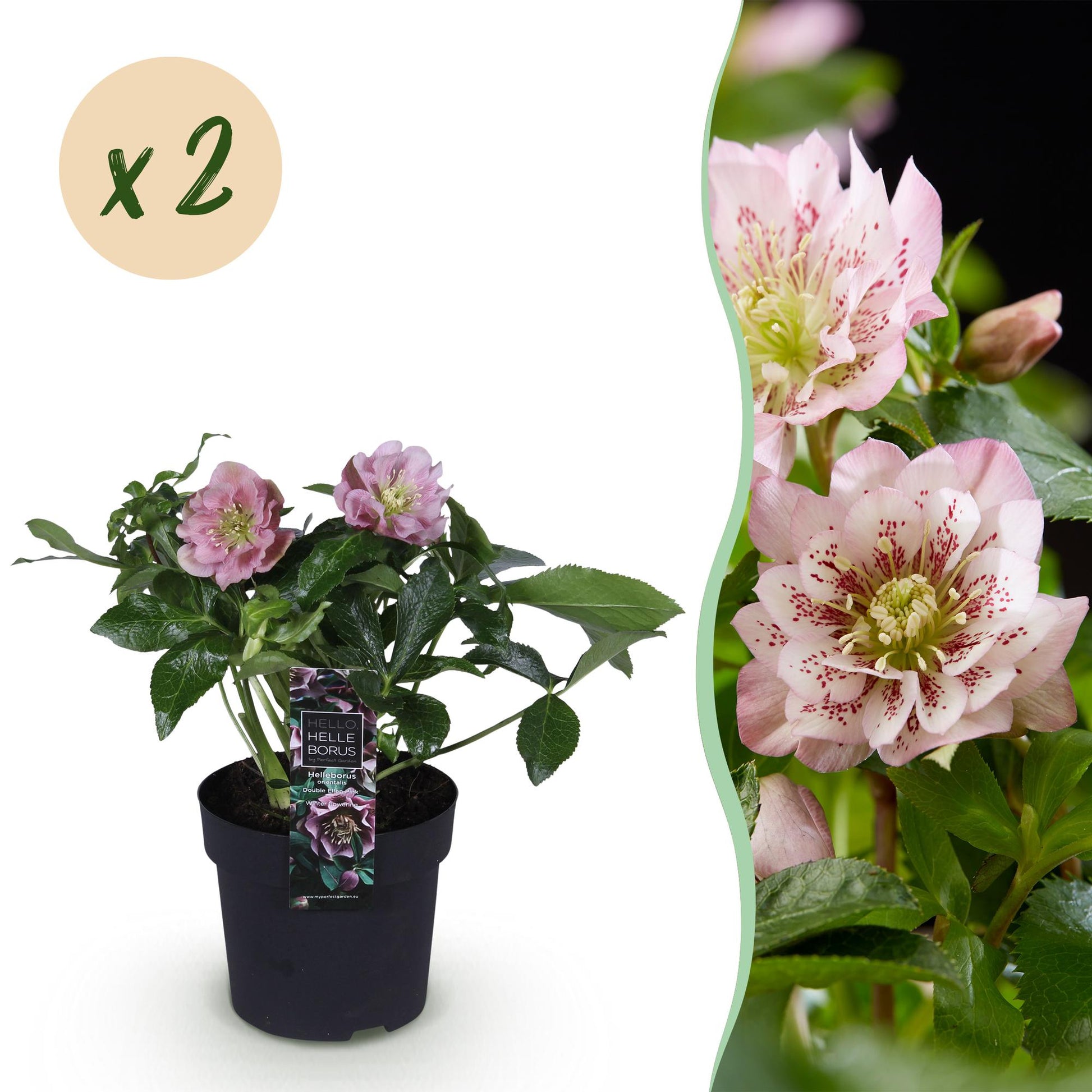 GreenboutiQ - Gartenpflanze - Lenzrose - Helleborus orientalis Double Ellen Pink - Rosa Blüte - 2 Pflanzen - Immergrün - Topf 14cm Höhe 35cm 