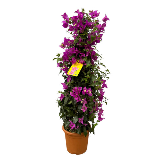Drillingsblume - Bougainvillea Pyramide - 90 cm - Ø21cm