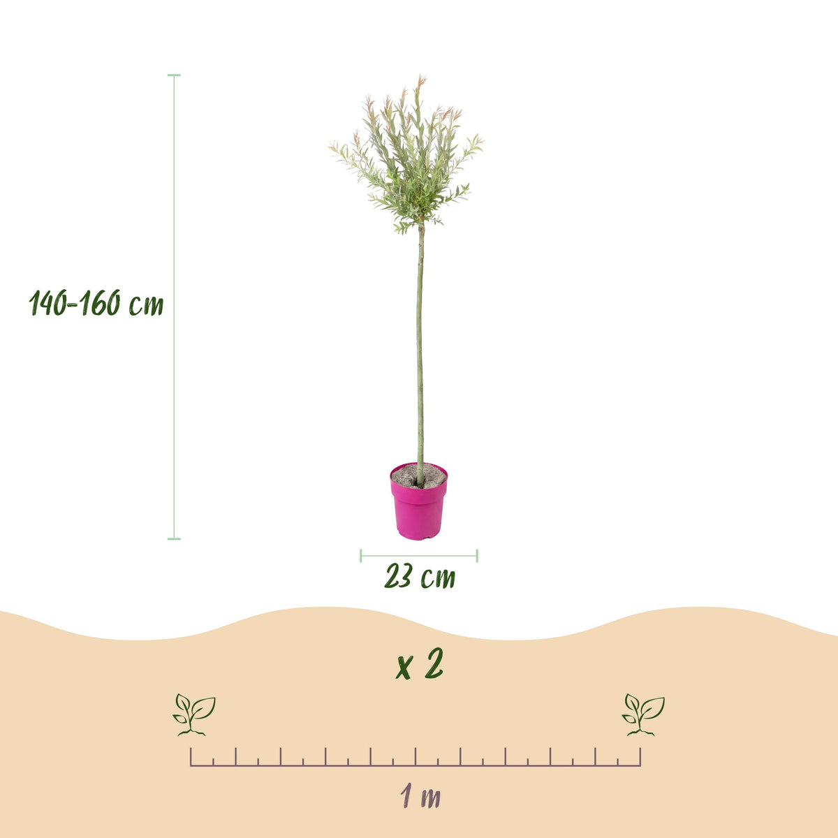 Flamingo-Weide – Salix 'Flamingo' – Topf Ø23cm – Höhe 140-160cm