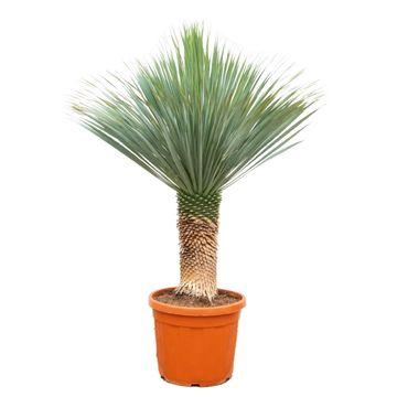 Palmlilie - Yucca Rostrata - Zimmerpflanze - 170cm - Ø55cm