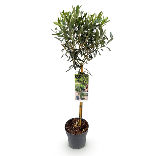 Olea Europaea Olivenbaum auf Stamm – Immergrüne Terrassenpflanze – Pflegeleicht – Ø19 cm – Höhe ca. 90 cm – Mediterranes Flair für Balkon & Garten 