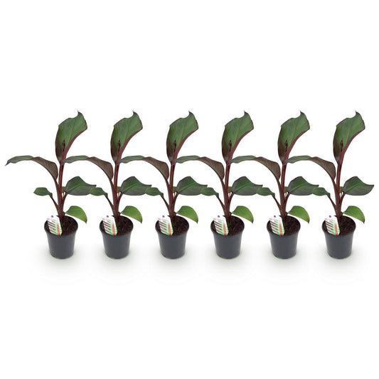 Bananenpflanze Ensete ventricosum Maurelli – Winterhart – 6 Pflanzen – Obstpflanze – Topf Ø17 cm, Höhe ca. 40 cm 