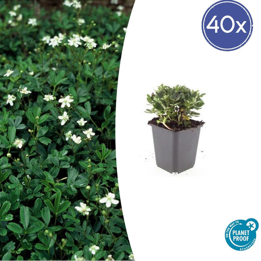 Fingerstrauch Potentilla tridentata 'Nuuk' – ↕10-25cm – Ø9cm – 40 Pflanzen – Immergrüner Bodendecker – Pflegeleicht & Winterhart