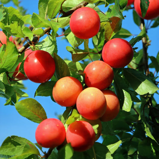 Pflaumenbaum Prunus domestica Victoria – Obstpflanze – Rote Pflaumen – 21 cm – Höhe 90 cm – Einfache Pflege – Sommerliche Ernte 