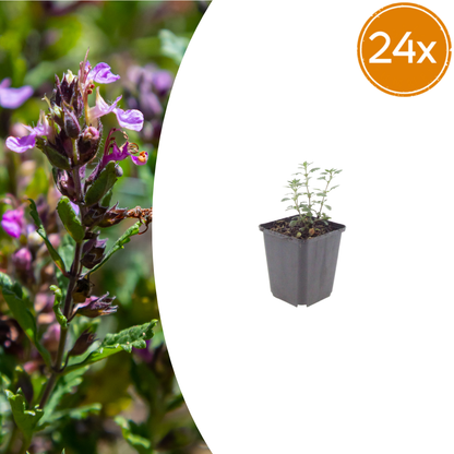 Teucrium lucidrys – 24 Pflanzen – Ø9cm – Höhe 10-25cm – Immergrüner Formschnittstrauch für niedrige Hecken, Steingarten & moderne Gartenanlagen - Oasis of Life