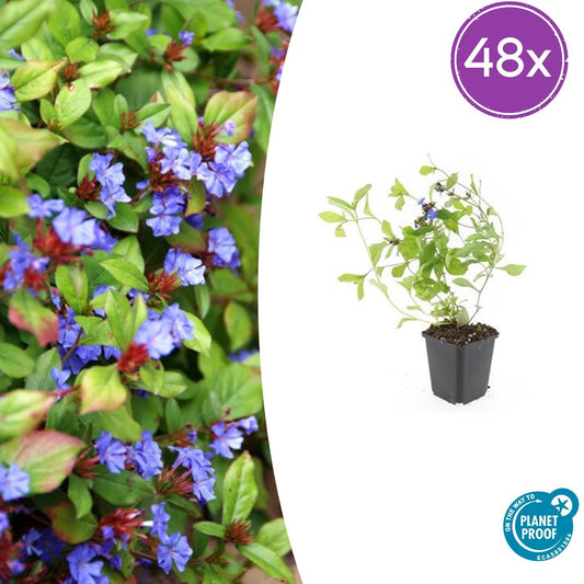 Ceratostigma plumbaginoides – Blauer Bleiwurz als Bodendecker – 48 Pflanzen – ↕10–25cm – Ø9cm – Winterhart & schmetterlingsfreundlich