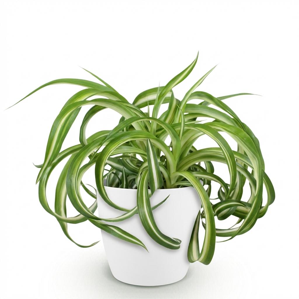 Green boutiQ - Zimmerpflanze - Chlorophytum comosum Bonnie - Lockige Graslilie - Haustierfreundliche Pflanze - Grün - 1 Pflanze - mit Potter Weiß - Topf 12cm - Höhe 20cm 