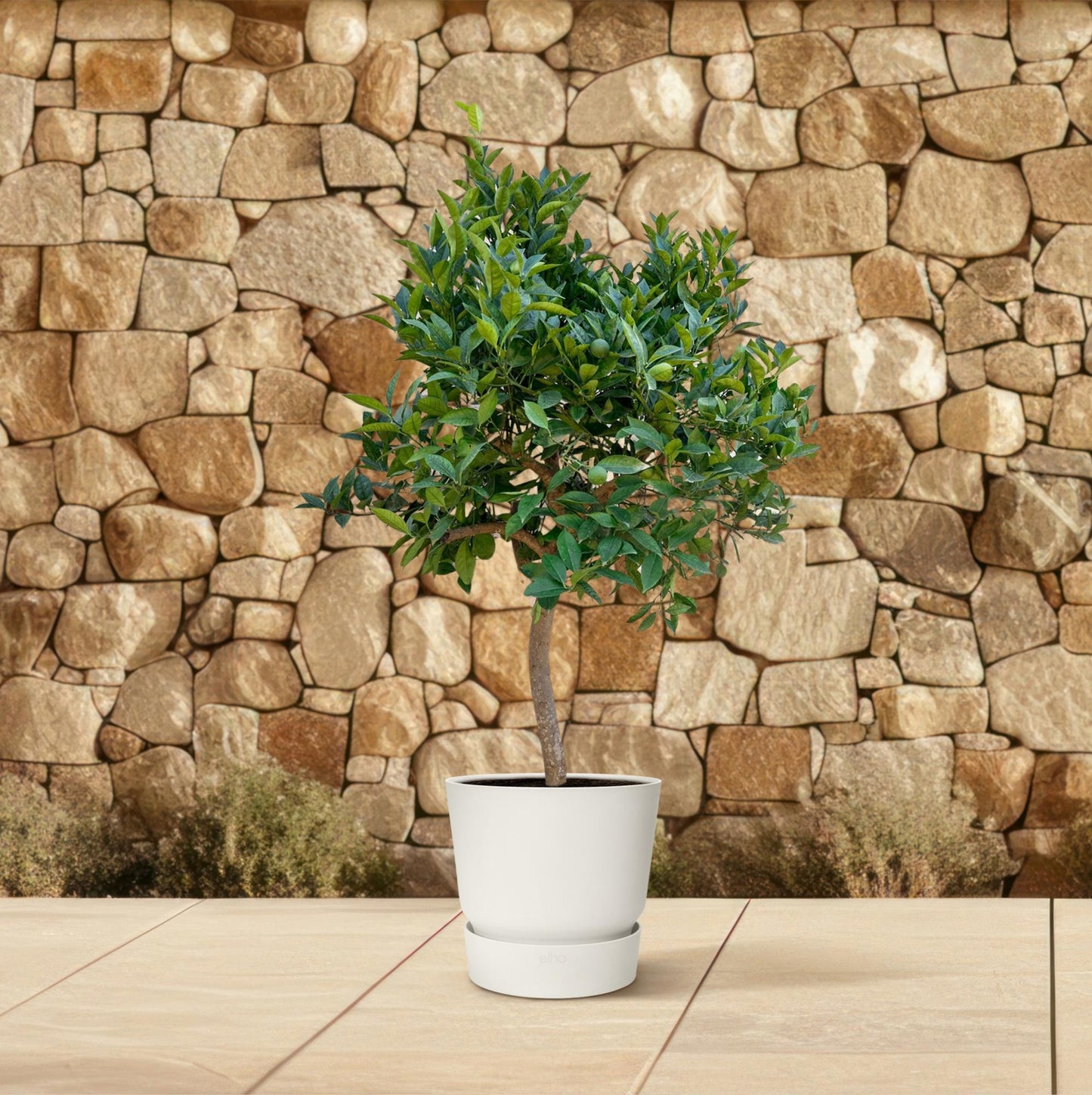 Sinaasappelboom - 200 cm - ø40 
