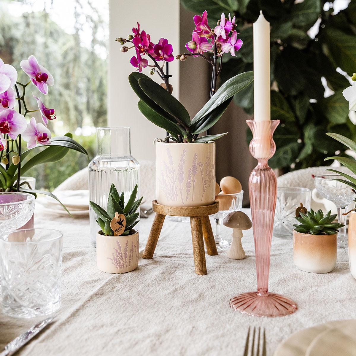 Blumentopf - Lavendel - 6cm