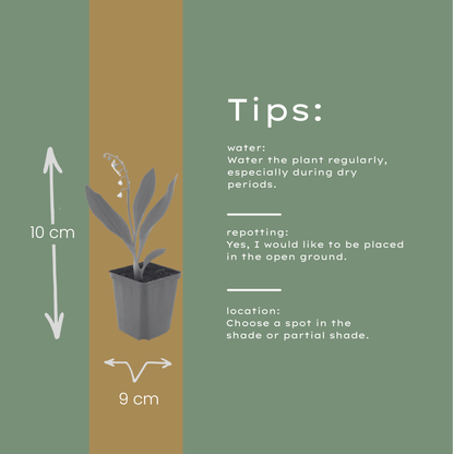 Maiglöckchen Convallaria majalis – 6 Pflanzen – 10-25cm – Ø9cm – Duftende Schattenstaude mit weißen Blüten – Bodendecker für Garten & Gehölzrand