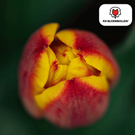Tulpenzwiebeln Jan Seignette – 20 Blumenzwiebeln – Rot-gelb gestreifte Tulpe – Klassisch & auffällig – Für Garten & Topf 