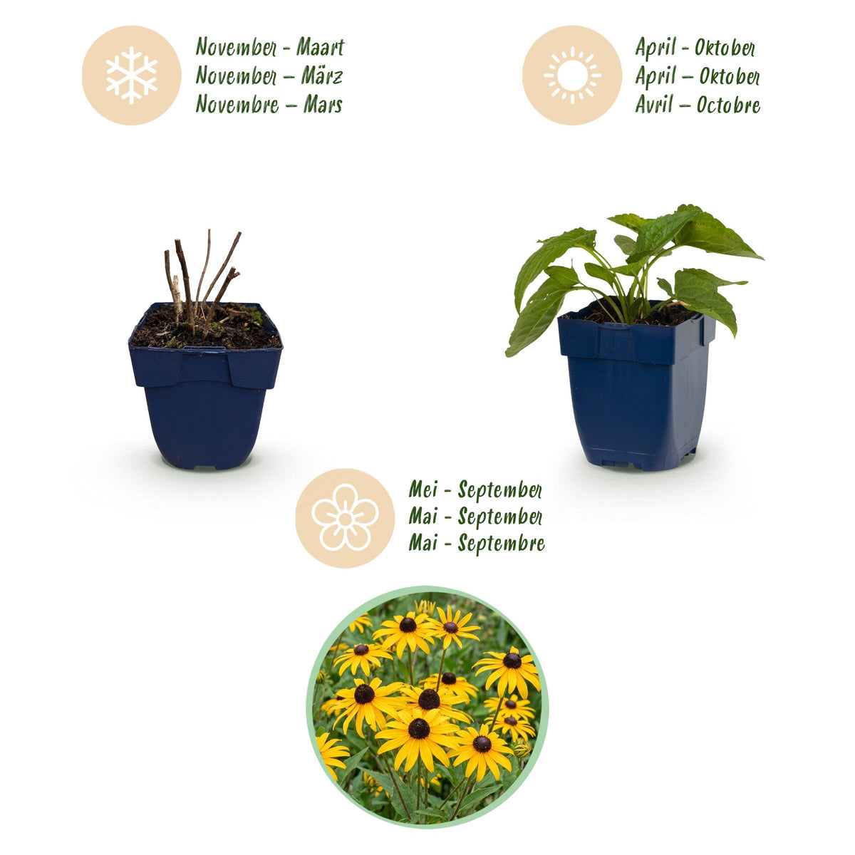 Sonnenhut 'Goldsturm' – Rudbeckia fulgida 'Goldsturm' – Topf Ø11cm – Bienenfreundliche Staude für Garten & Balkon