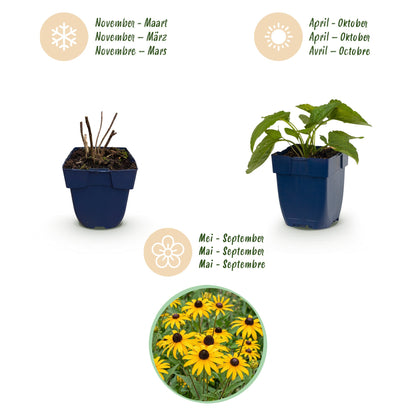 Sonnenhut 'Goldsturm' – Rudbeckia fulgida 'Goldsturm' – Topf Ø11cm – Bienenfreundliche Staude für Garten & Balkon