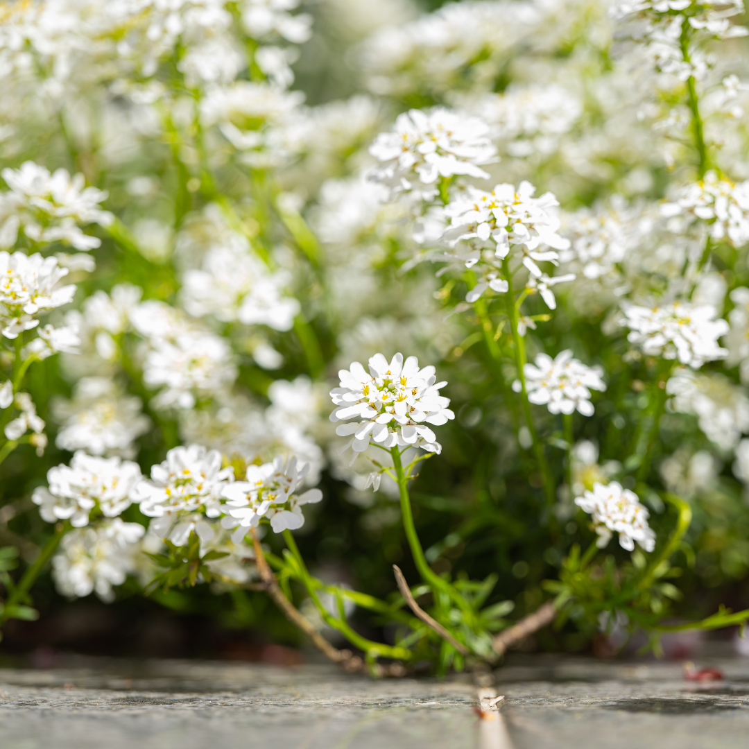 Iberis sempervirens Schneeflocke – 24 Pflanzen – Ø9cm – Höhe 10-25cm – Winterharte Bodendecker Staude – Weiße Frühlingsblüte – Immergrün für Beet & Steingarten